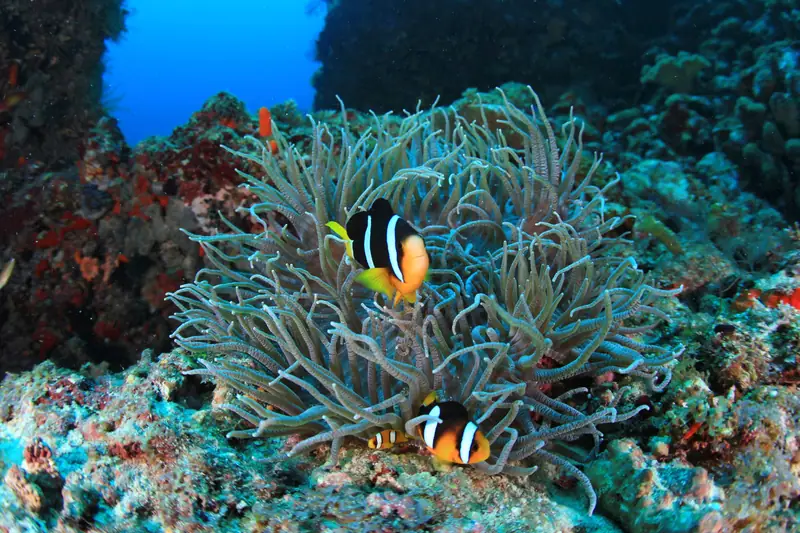 Conrad Maldives Rangali Island — récif corallien (photo 7 sur 8)